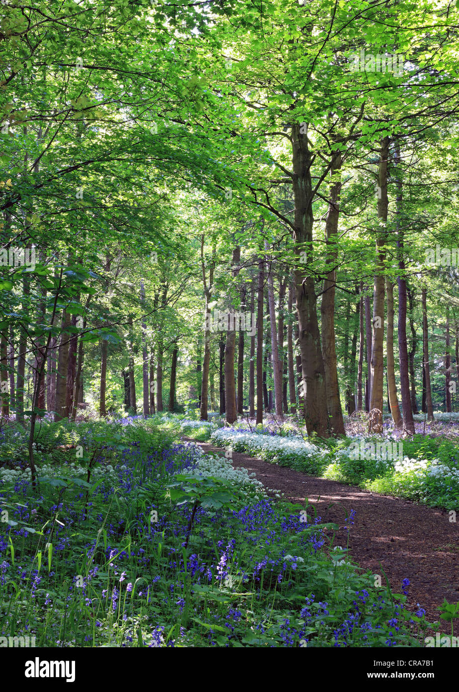 This image of Dalkeith Country Park near Edinburgh, Scotland shows an old woodland with bluebells and wild garlic or Ramsons. Stock Photo