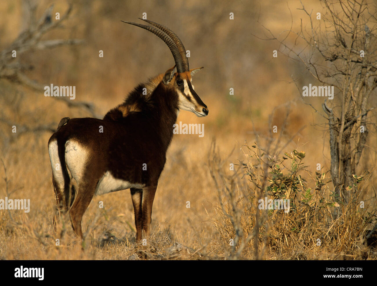 Sable Antelope (Hippotragus niger), Kruger National Park, South Africa, Africa Stock Photo