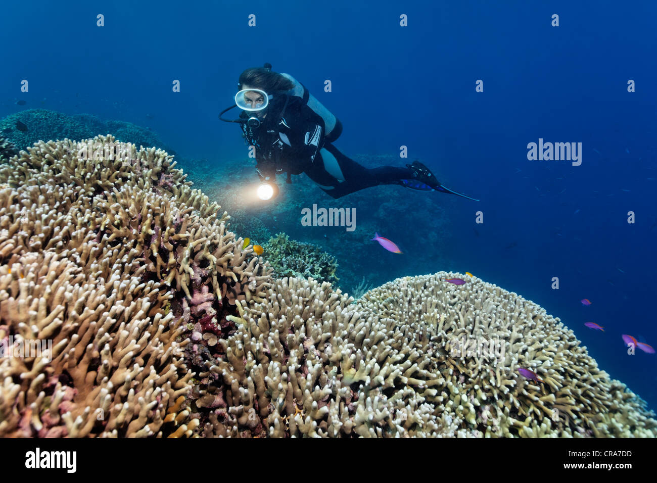 Scuba diver with torch looking at coral reef with Finger Coral (Porites attenuata), Great Barrier Reef Stock Photo