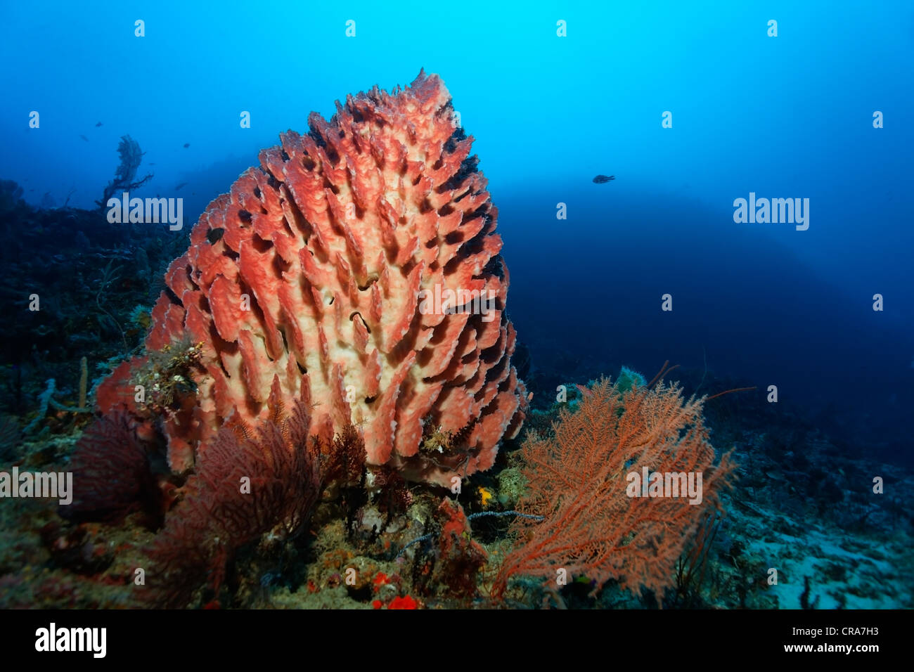 Giant Barrel Sponge (Xestospongia testudinaria) on coral reef, Great Barrier Reef, UNESCO World Heritage Site, , Australia Stock Photo