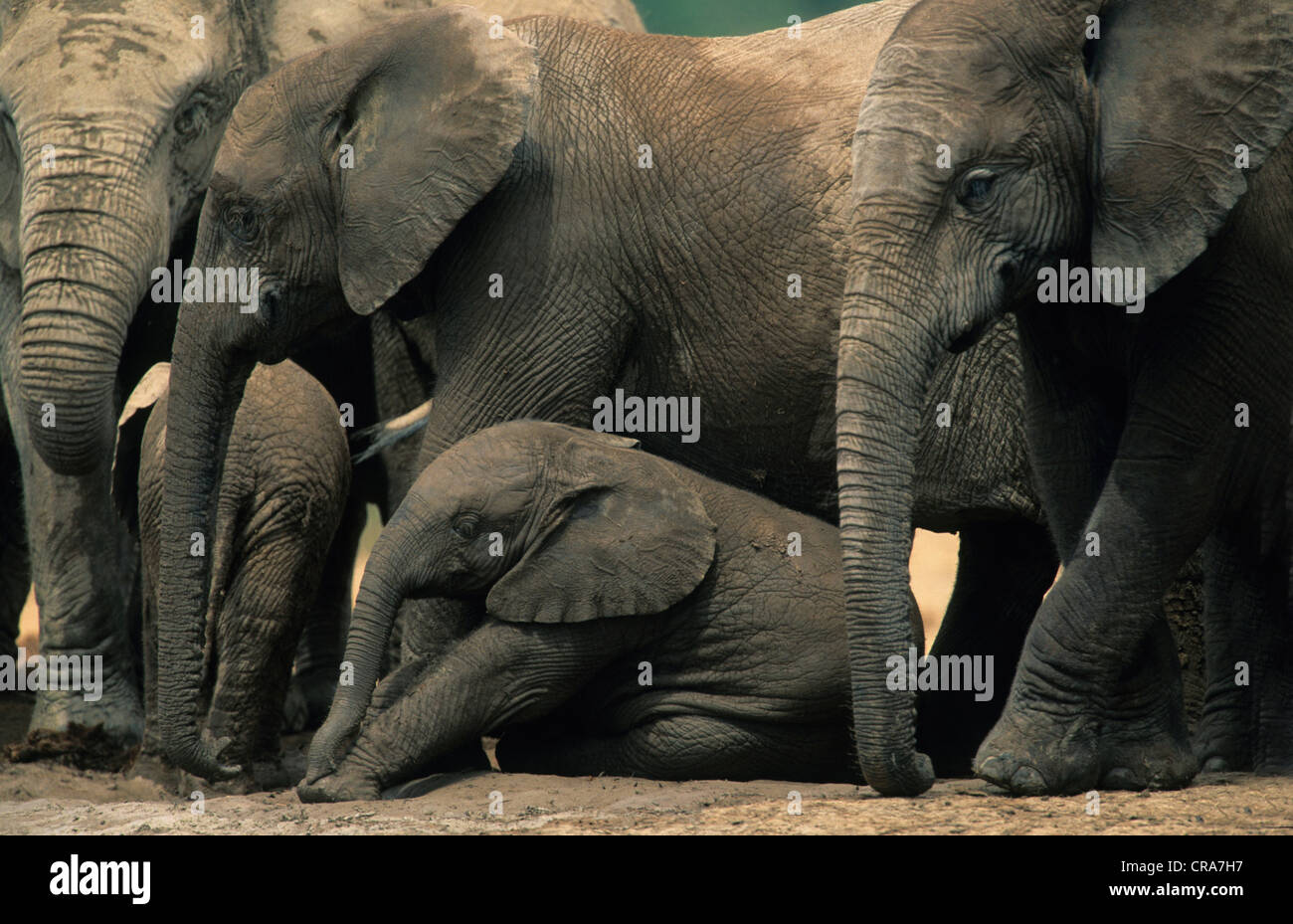 African Elephant (Loxodonta africana), breeding herd, Addo Elephant National Park, South Africa, Africa Stock Photo