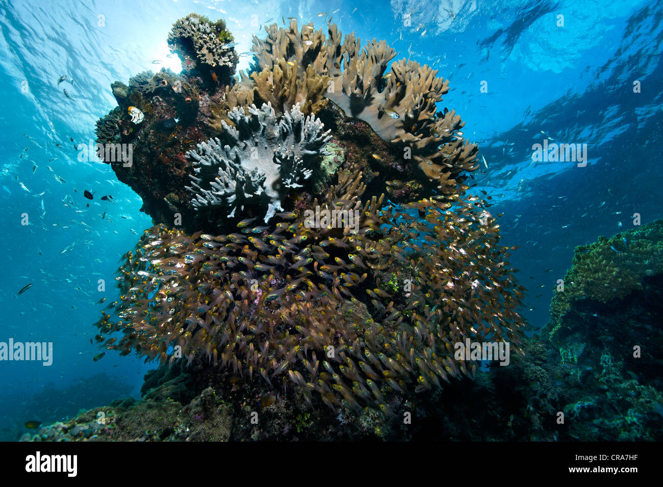 School of Pigmy Sweepers (Parapriacanthus ransonneti), seeking shelter under coral colony in coral reef, Great Barrier Reef Stock Photo