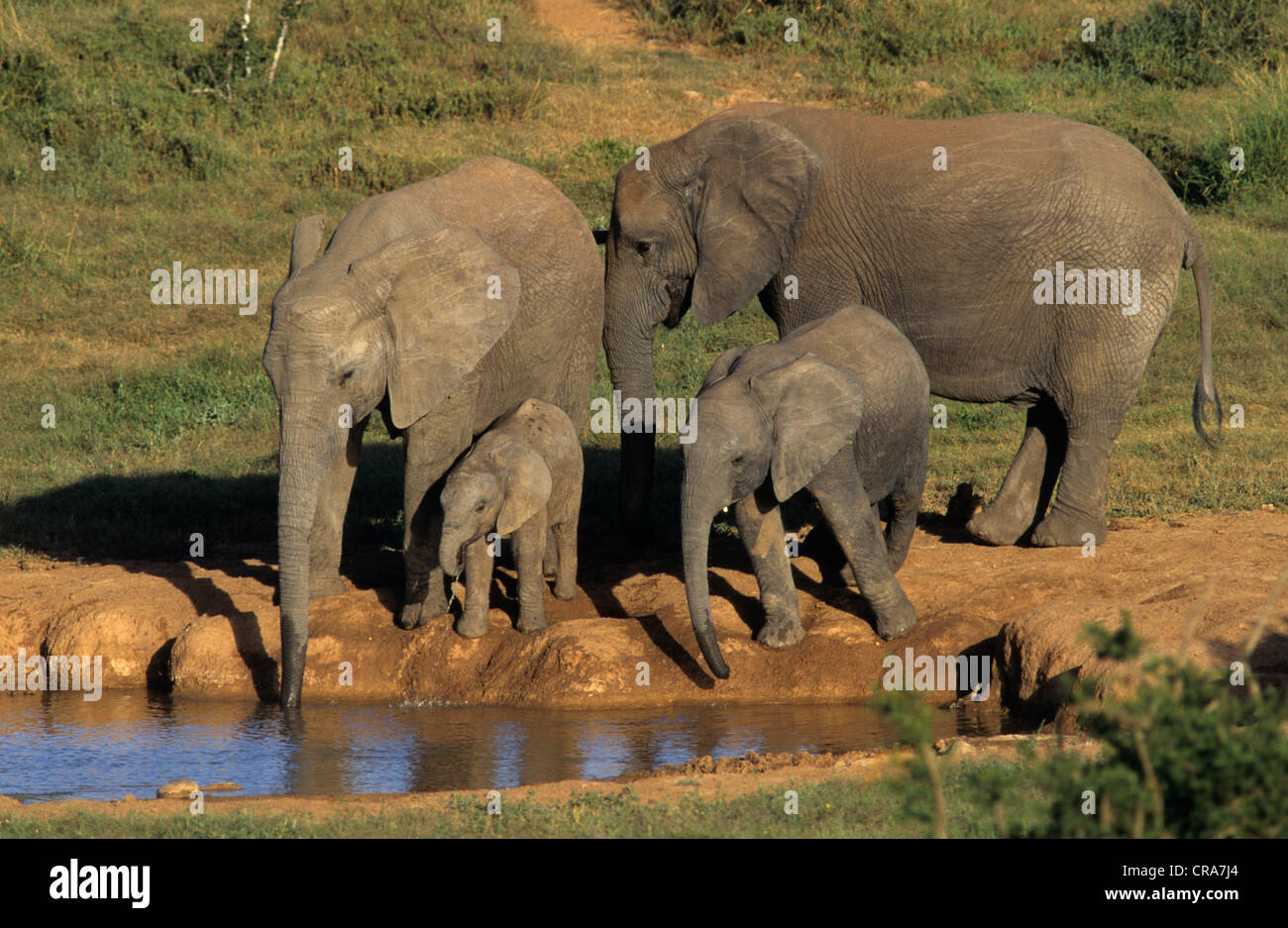African Elephant (Loxodonta africana), herd at waterhole, Addo Elephant National Park, South Africa, Africa Stock Photo
