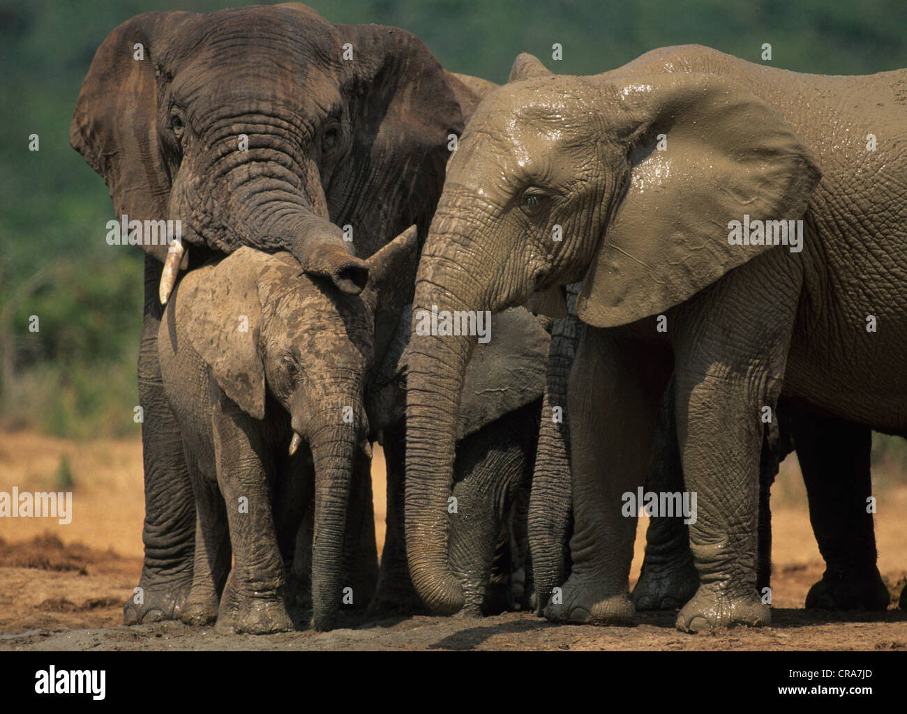 African Elephant (Loxodonta africana), family group, Addo Elephant National Park, South Africa, Africa Stock Photo