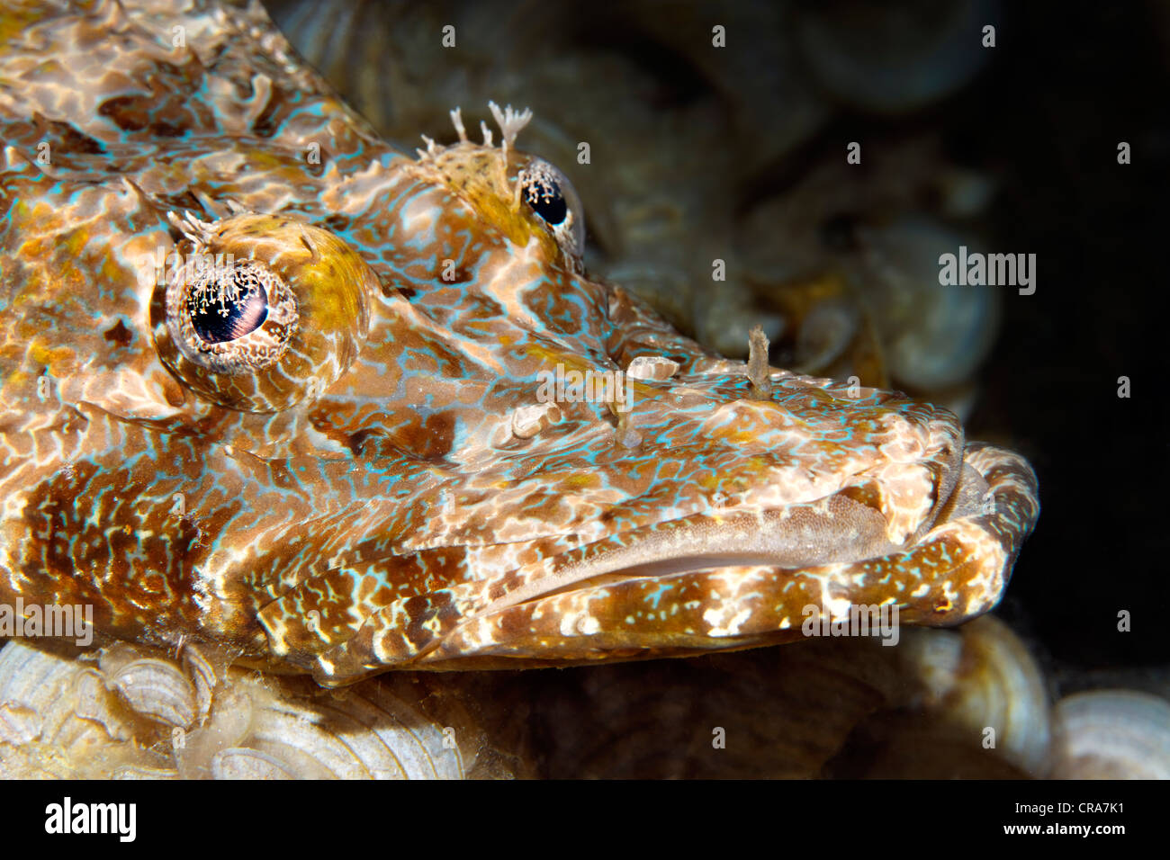 Crocodilefish (Cymbacephalus beauforti), portrait, coral reef, Great Barrier Reef, UNESCO World Heritage Site, , Australia Stock Photo