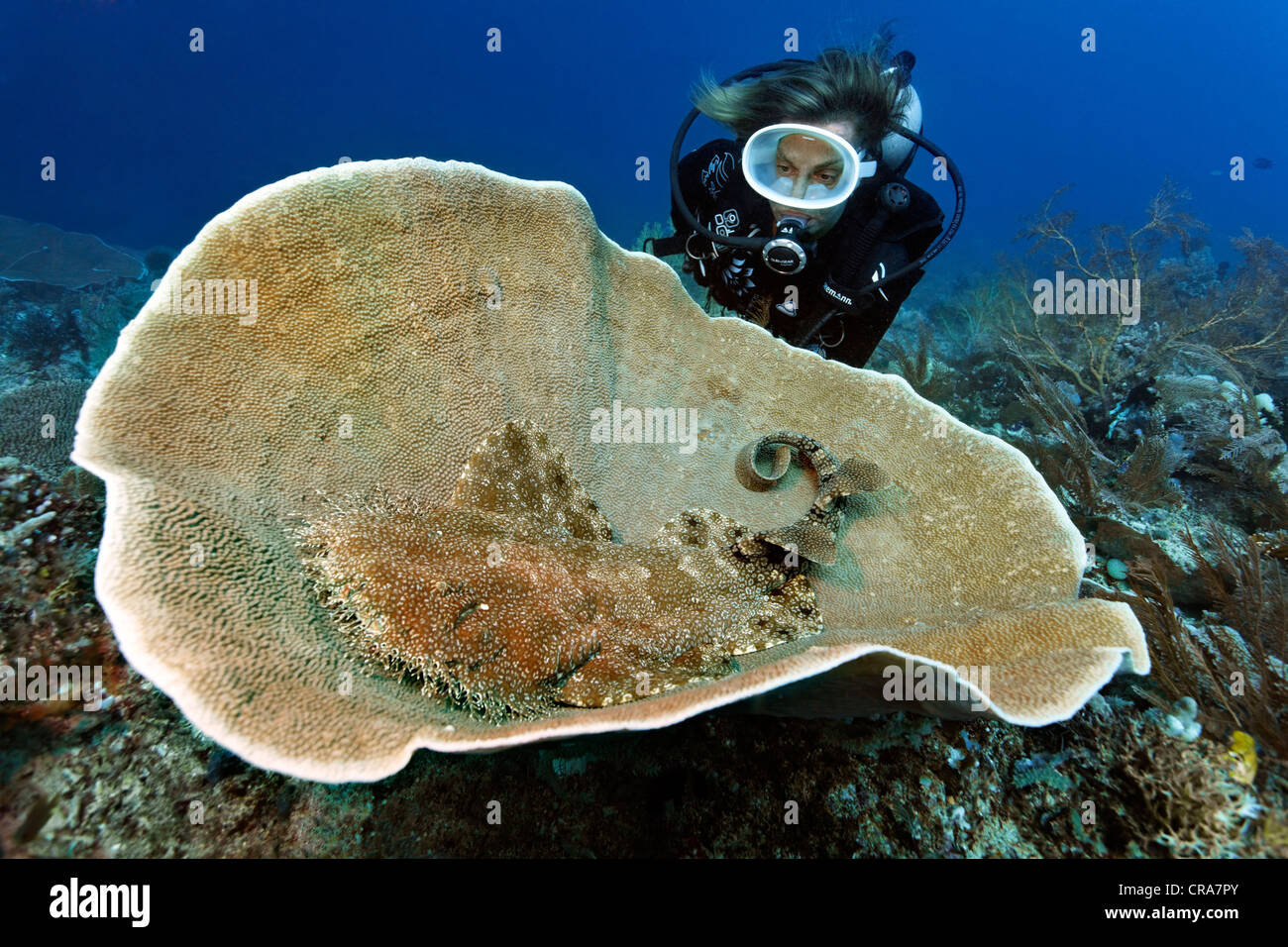 Scuba diver watching a Tasseled Wobbegong (Eucrossorhinus dasypogon) in Platform Coral (Coscinarea macneilli), coral reef Stock Photo