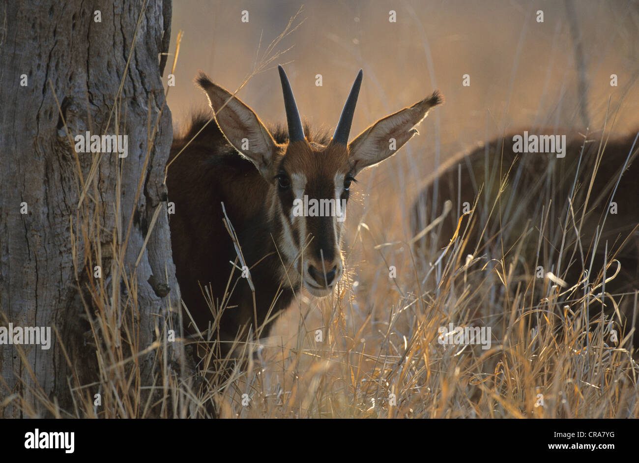 Sable Antelope (Hippotragus niger), calf, Kruger National Park, South Africa, Africa Stock Photo