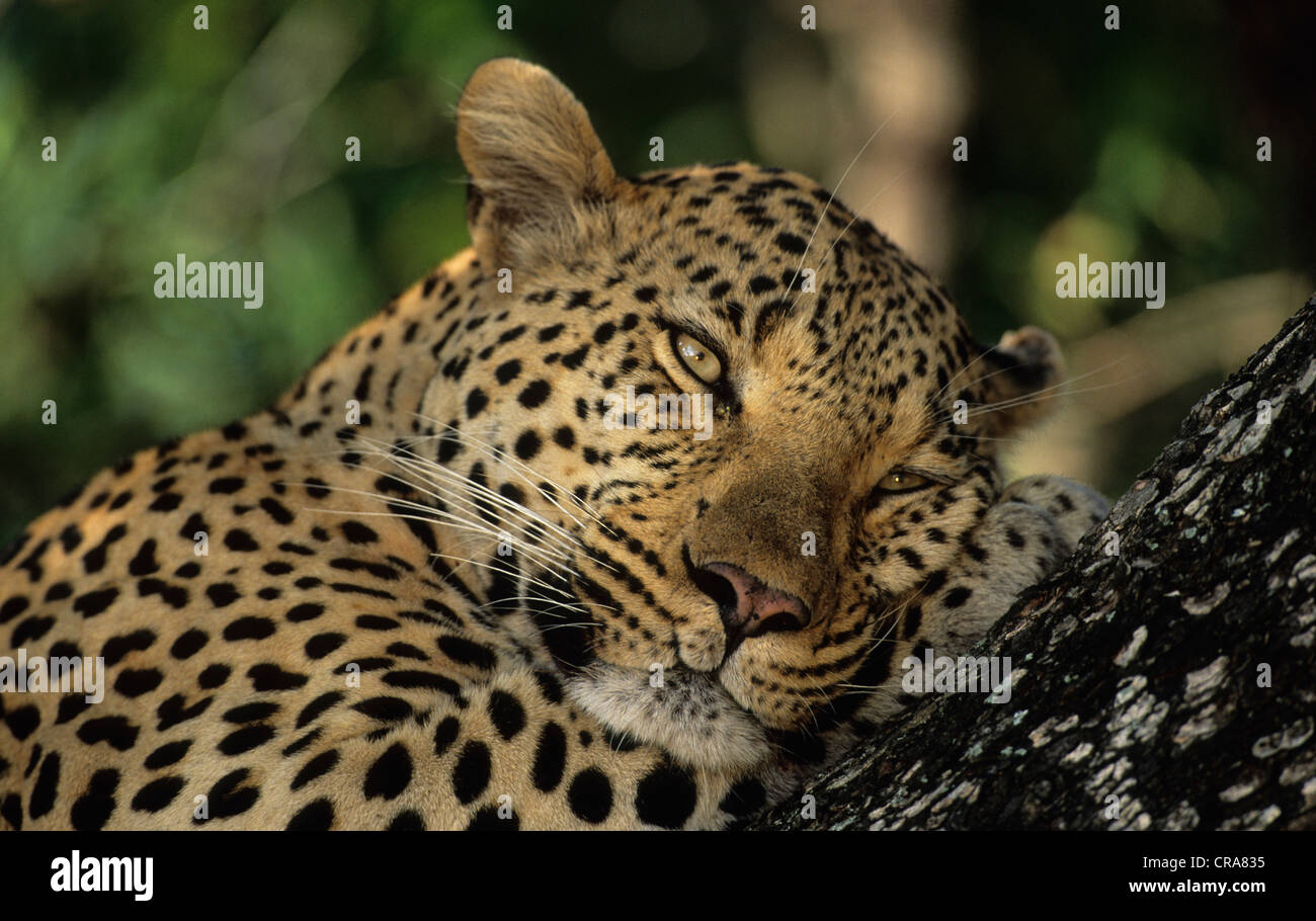 Leopard (Panthera pardus), Sabi Sabi, Greater Kruger National Park, South Africa, Africa Stock Photo