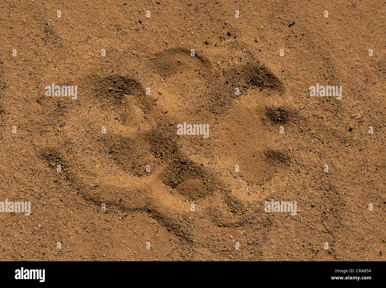 Lion paw print hi-res stock photography and images - Alamy