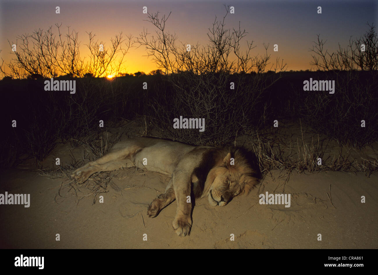 Lion (Panthera leo), sleeping at sunset, Kgalagadi Transfrontier Park, South Africa, Africa Stock Photo