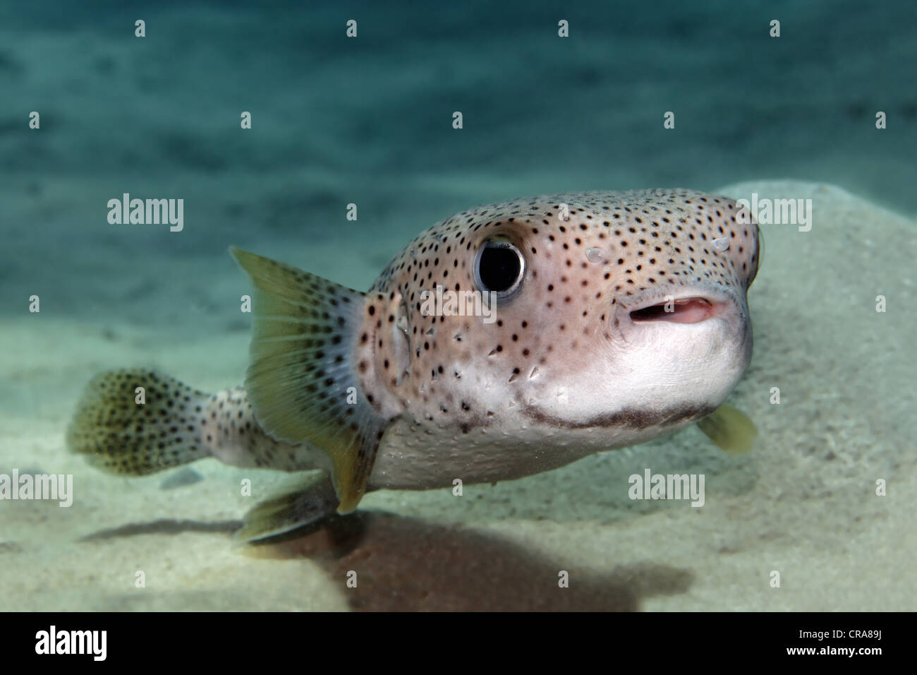 Spot-Fin Porcupine Fish (Diodon hystrix) swimming above the sandy bottom, Great Barrier Reef, UNESCO World Heritage Site Stock Photo