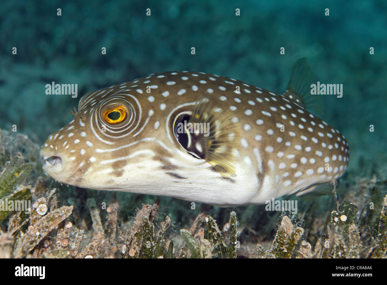 White-spotted Puffer (Arothron hispidus) swimming above sea grass, Great Barrier Reef, UNESCO World Heritage Site, Queensland Stock Photo