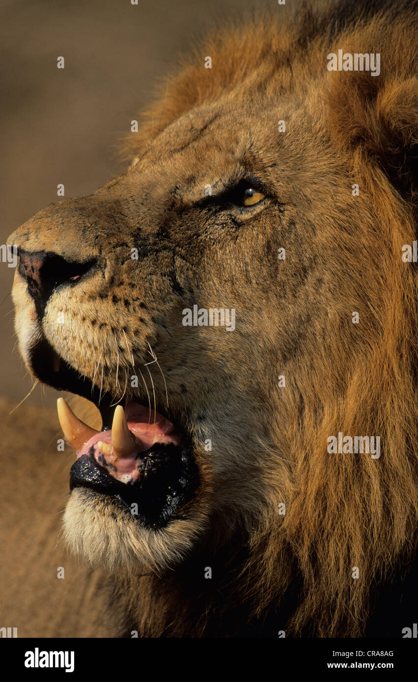 Lion (Panthera leo), Sabi Sabi, South Africa, Africa Stock Photo
