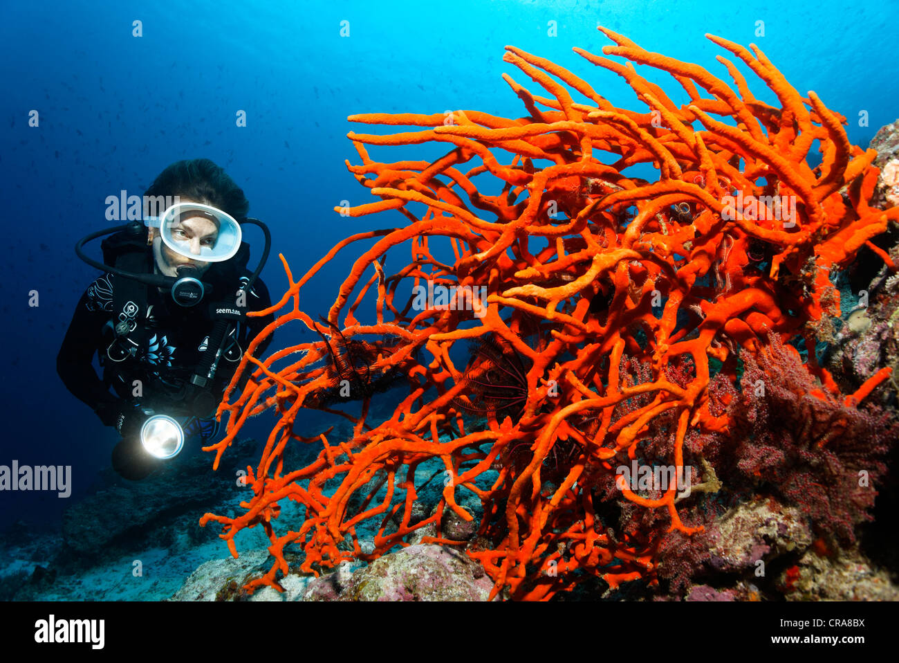 Scuba diver observing red, branched sponge, Great Barrier Reef, UNESCO World Heritage Site, Queensland, Cairns, Australia Stock Photo