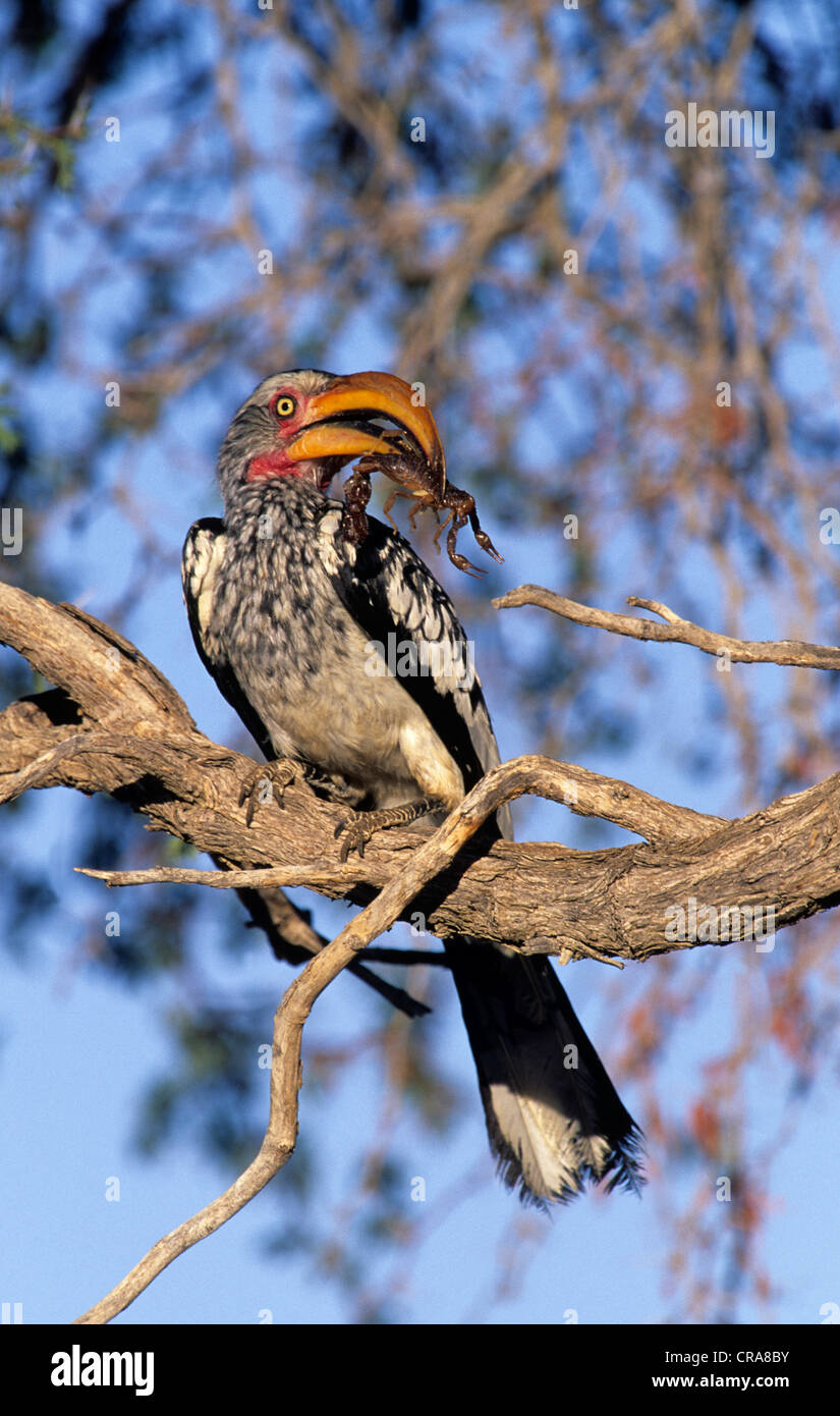 Southern Yellow-billed Hornbill (Tockus leucomelas), eating scorpion, Kgalagadi Transfrontier Park, South Africa, Africa Stock Photo