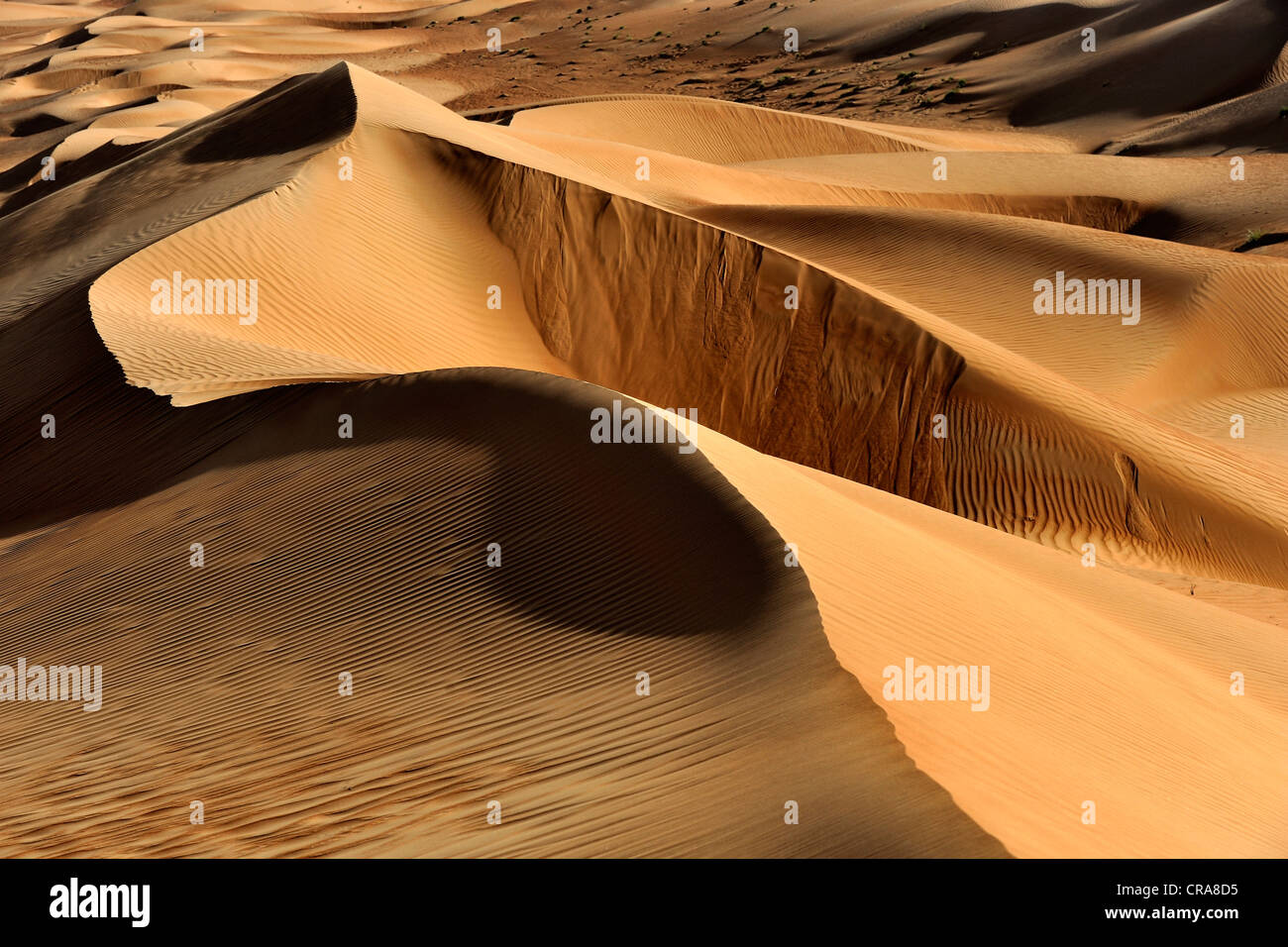 Finely structured dunes in the Wahiba Sands desert in Oman, Middle East Stock Photo