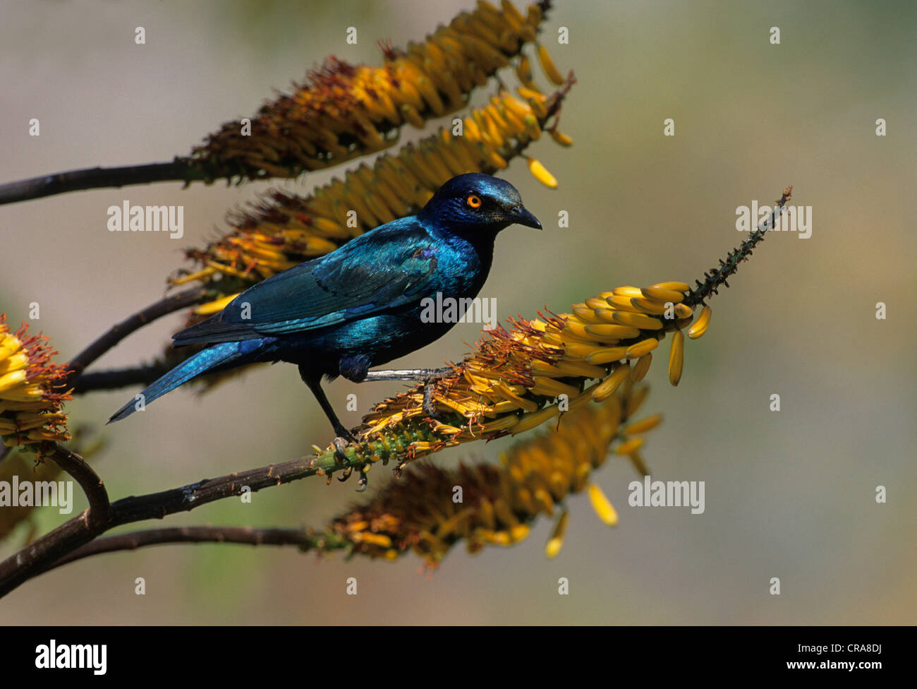Red-shouldered Glossy-starling (Lamprotornis nitens), feeding on aloe, Kruger National Park, South Africa, Africa Stock Photo