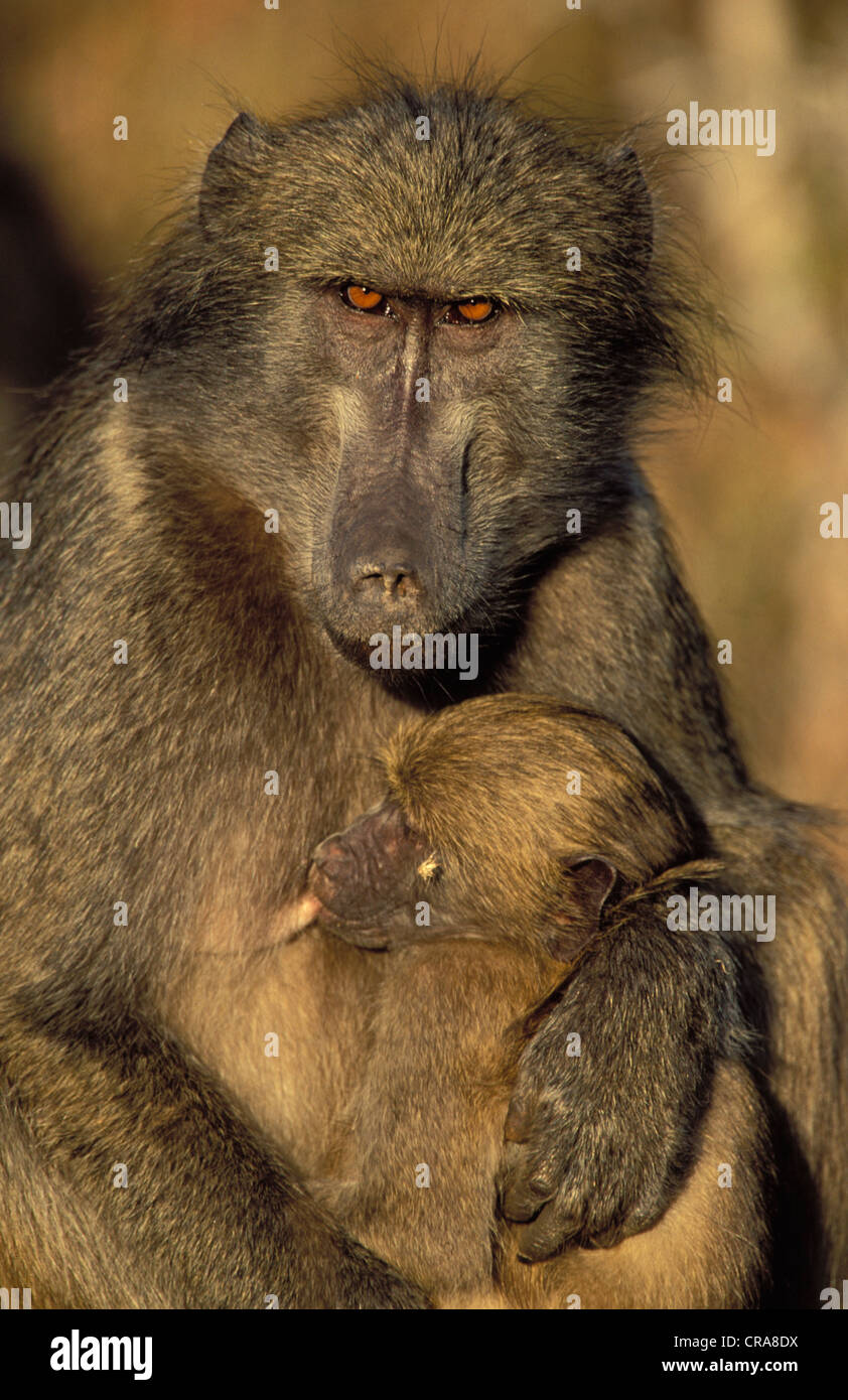Chacma Baboon (Papio ursinus), female adult and young, Kruger National Park, South Africa, Africa Stock Photo