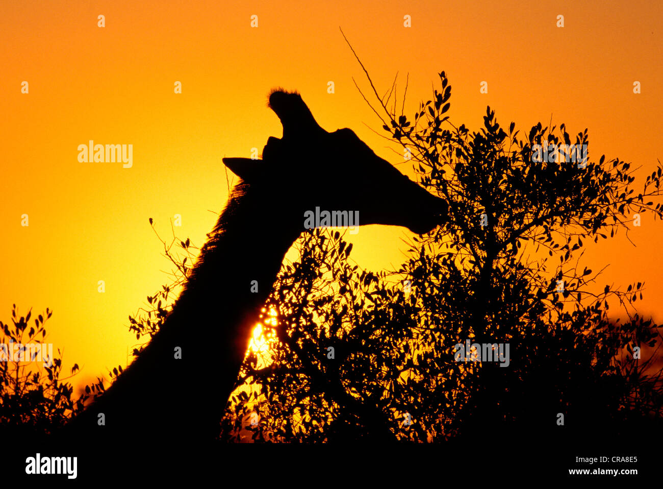 Giraffe (Giraffa camelopardalis), in front of the sunset, Kruger National Park, South Africa, Africa Stock Photo
