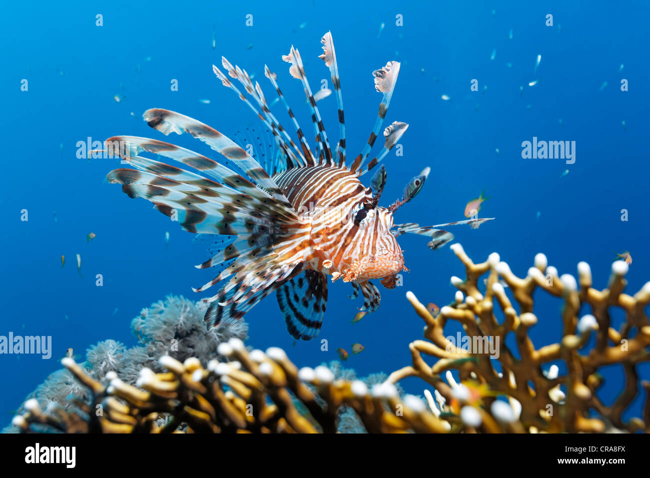 Pacific Lionfish (Pterois volitans), swimming above fire coral, Great Barrier Reef, UNESCO World Heritage Site, Queensland Stock Photo