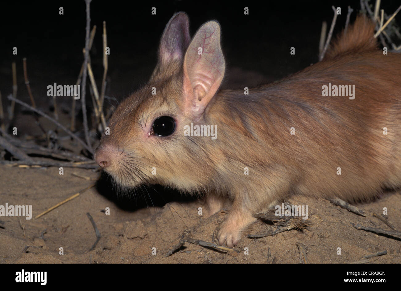 Springhares pedetes capensis hires stock photography and images Alamy