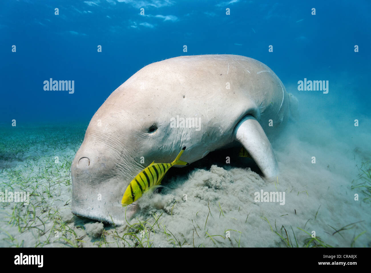 Dugong (Dugong dugon), feeding on sea weed, Golden Trevallys (Gnathodon speciosus), Pilot Fish, Great Barrier Reef Stock Photo