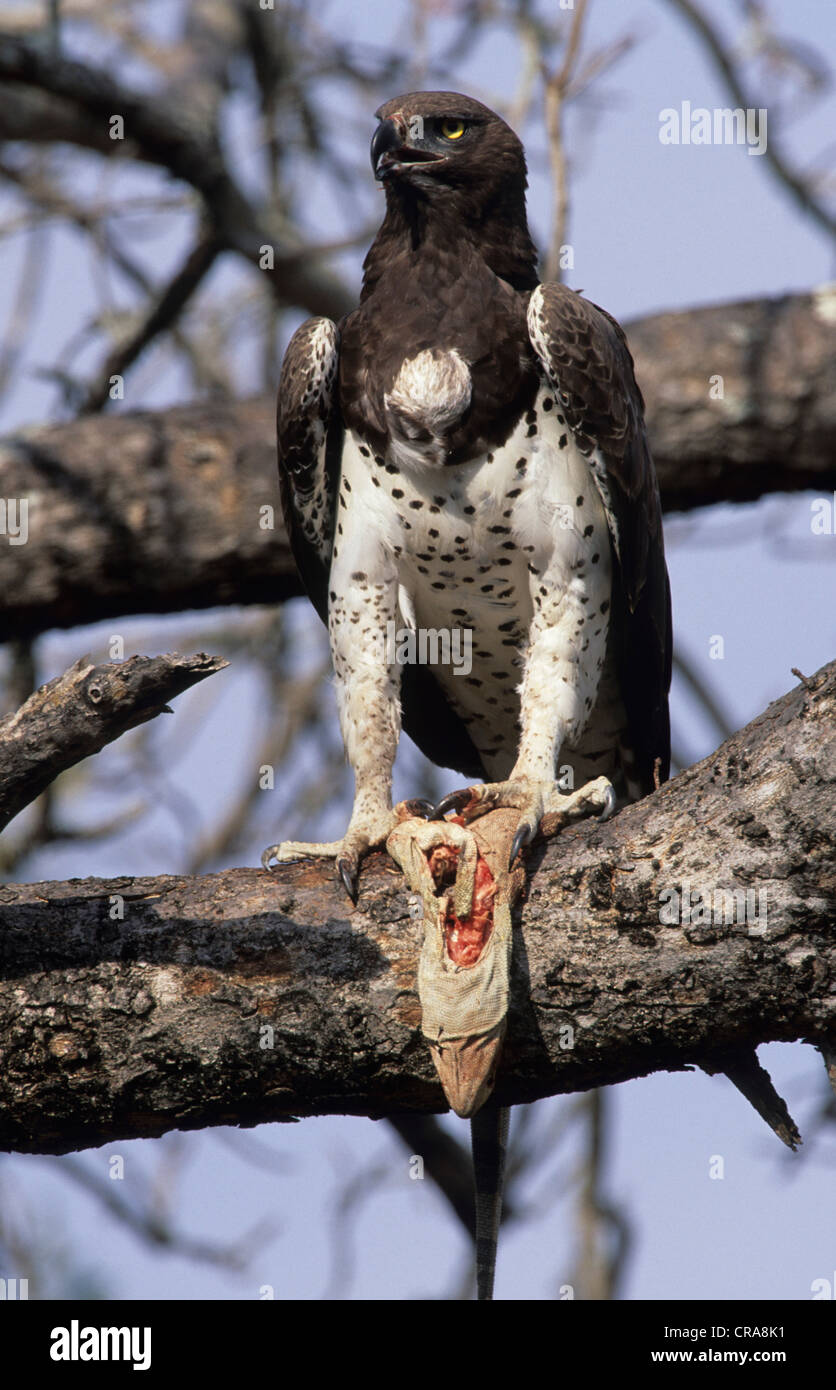 Martial Eagle (Polemaetus bellicosus), with monitor lizard, Kruger National Park, South Africa, Africa Stock Photo