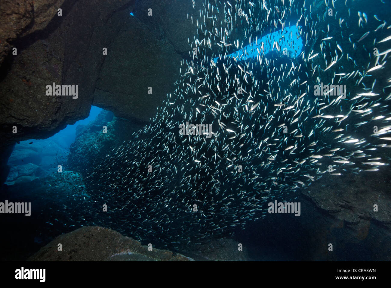 School of Sand Smelts (Atherina presbyter) swimming through cave, Madeira, Portugal, Europe, Atlantic Stock Photo