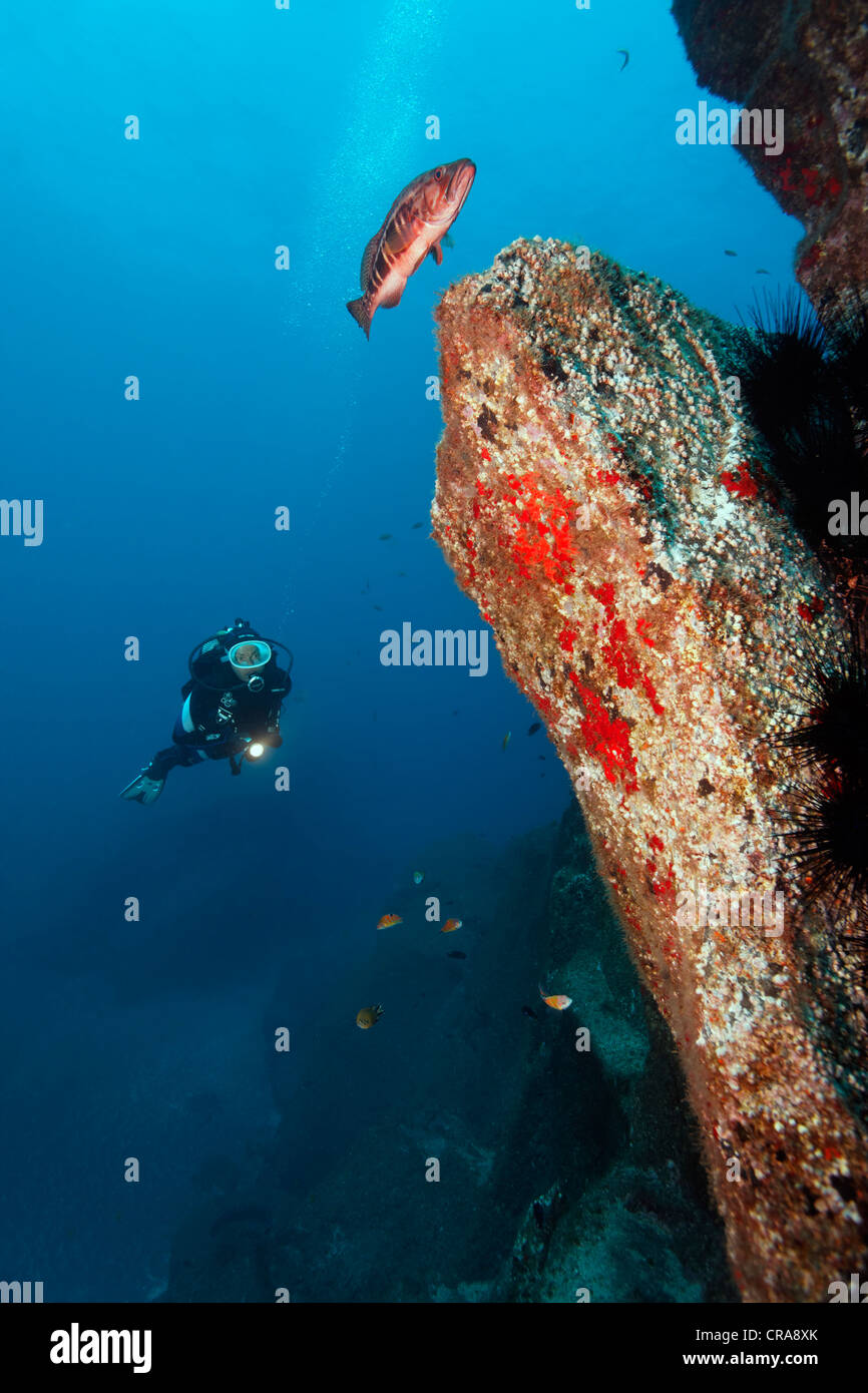 Scuba diver looking at rocks overgrown with Red Sponge (Spirastrella cunctatrix) and some Ornate Wrasse (Thalassoma pavo) Stock Photo