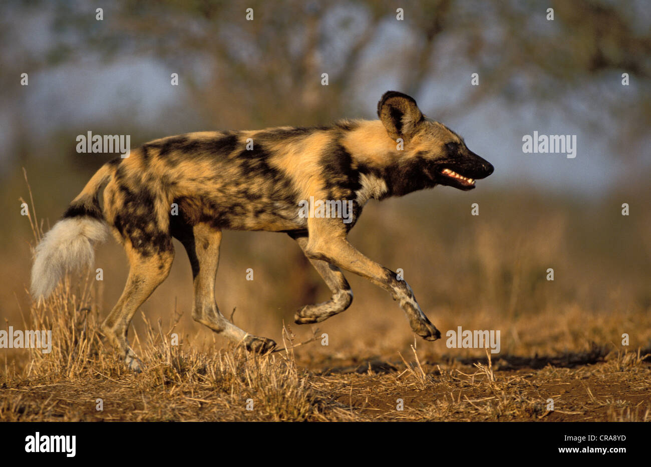 Wild Dog (Lycaon pictus), hunting, endangered species, Kapama Game Reserve, South Africa, Africa Stock Photo