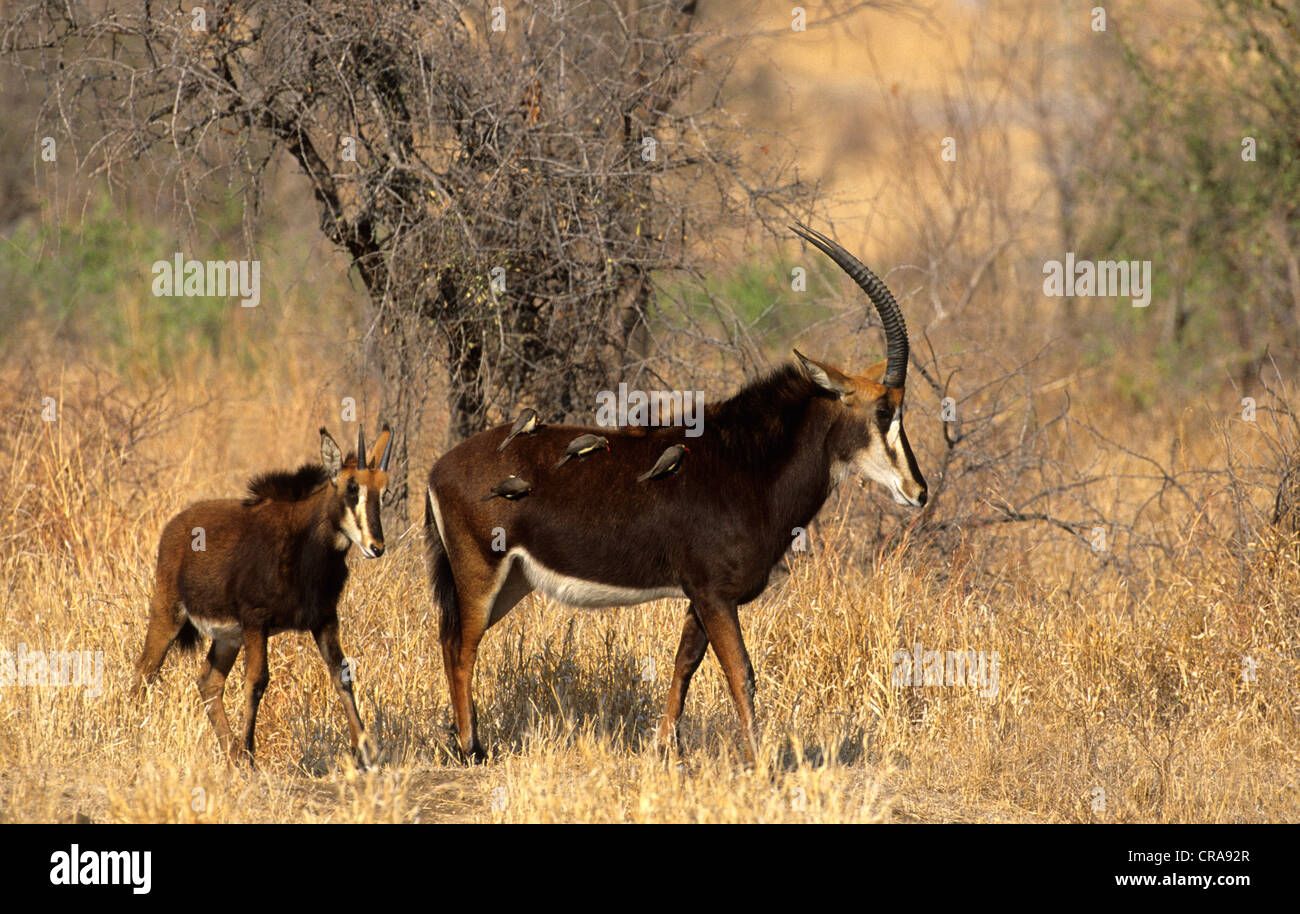 Sable (Hippotragus niger), female adult and calf, Kruger National Park, South Africa, Africa Stock Photo