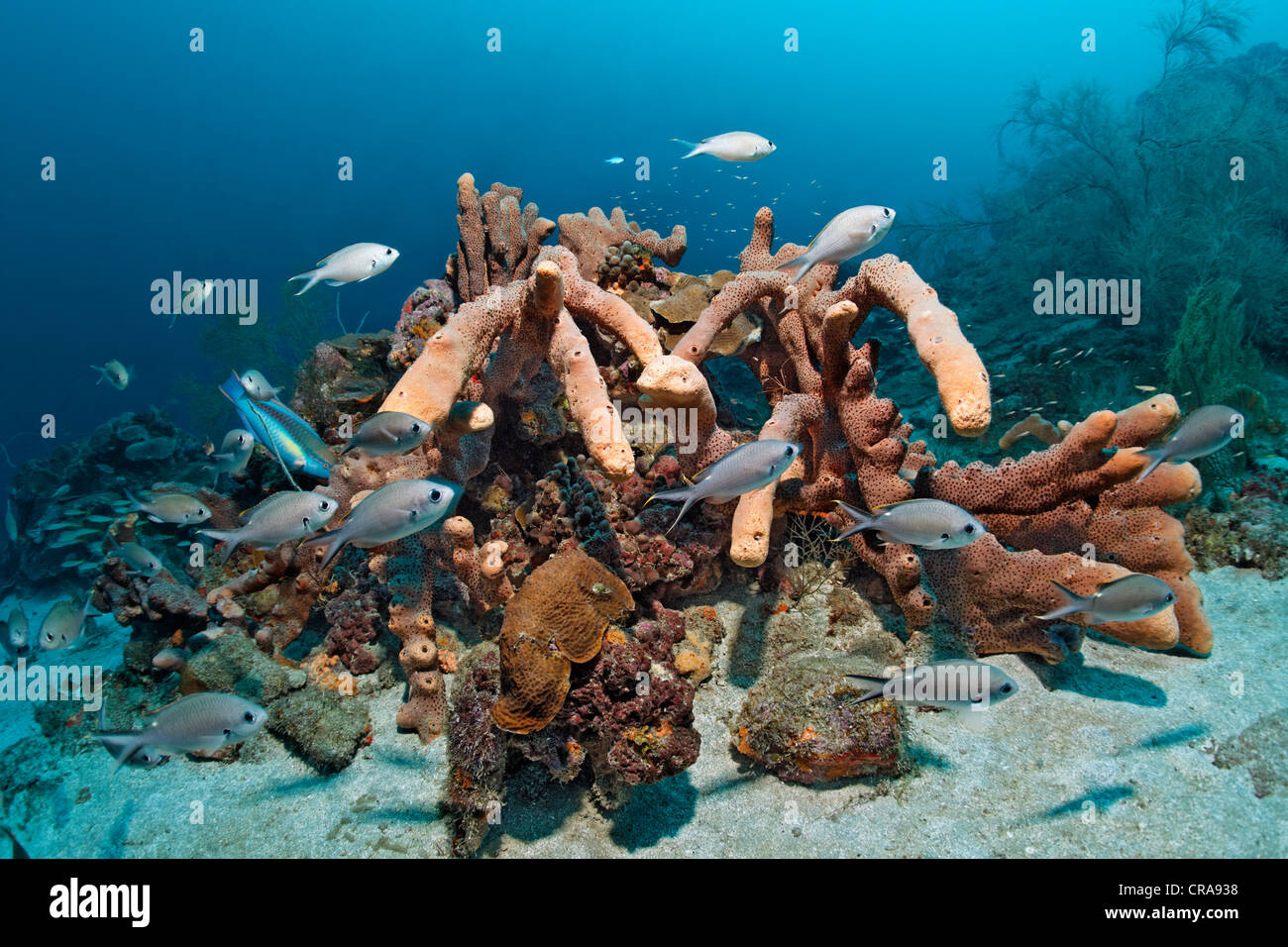 Lined Chromis (Chromis lineata) in front of a Brown Tube Sponge (Agelas conifera), coral reef, St. Lucia, Windward Islands Stock Photo