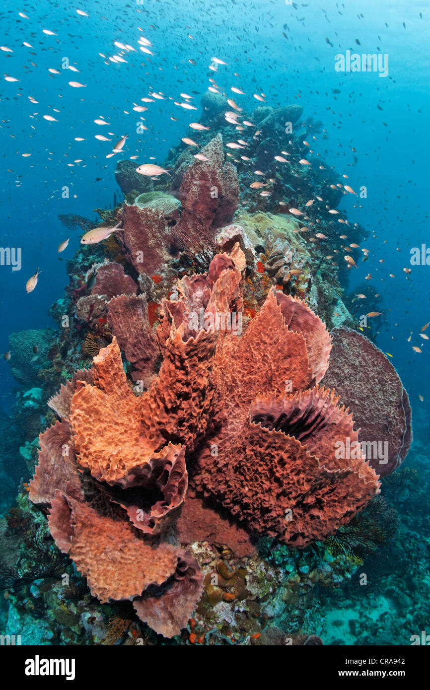 Caribbean barrel sponge (Xestospongia muta) with Deep-water sea fan (Iciligorgia schrammi) at a coral reef, St. Lucia Stock Photo