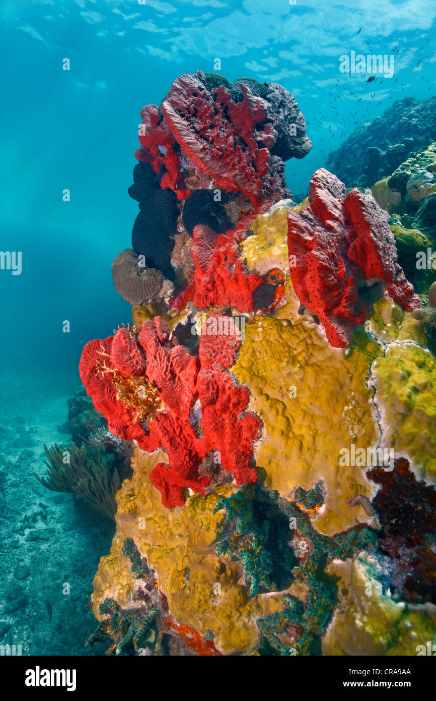 Coral reef with various corals and sponges, St. Lucia, Windward Islands, Lesser Antilles, Caribbean, Caribbean Sea Stock Photo