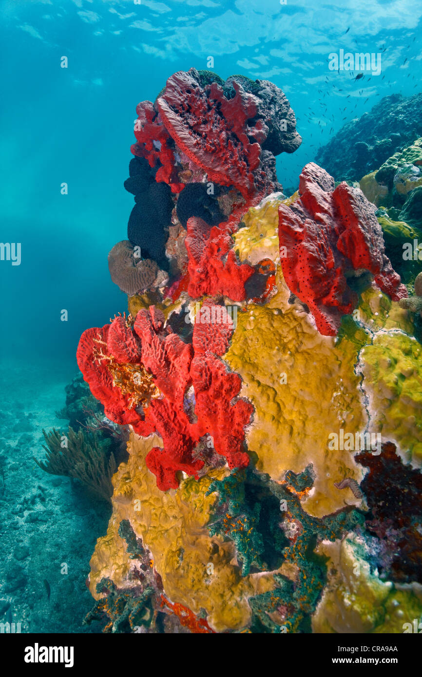 Coral reef sponges hires stock photography and images Alamy