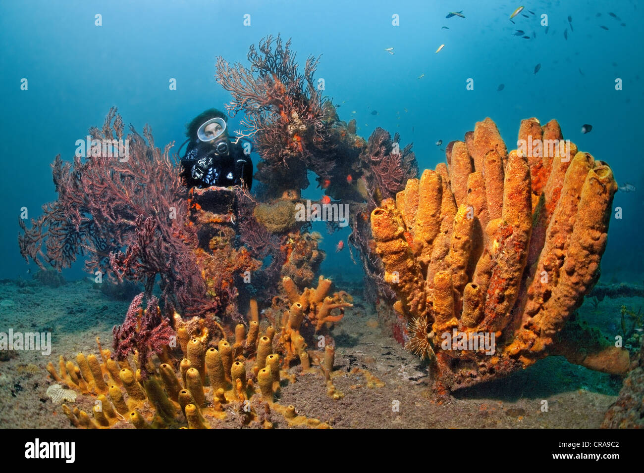 Diver on the deck of the wreck 'Lesleen M' that his encrusted with corals and sponges, St. Lucia, Windward Islands Stock Photo