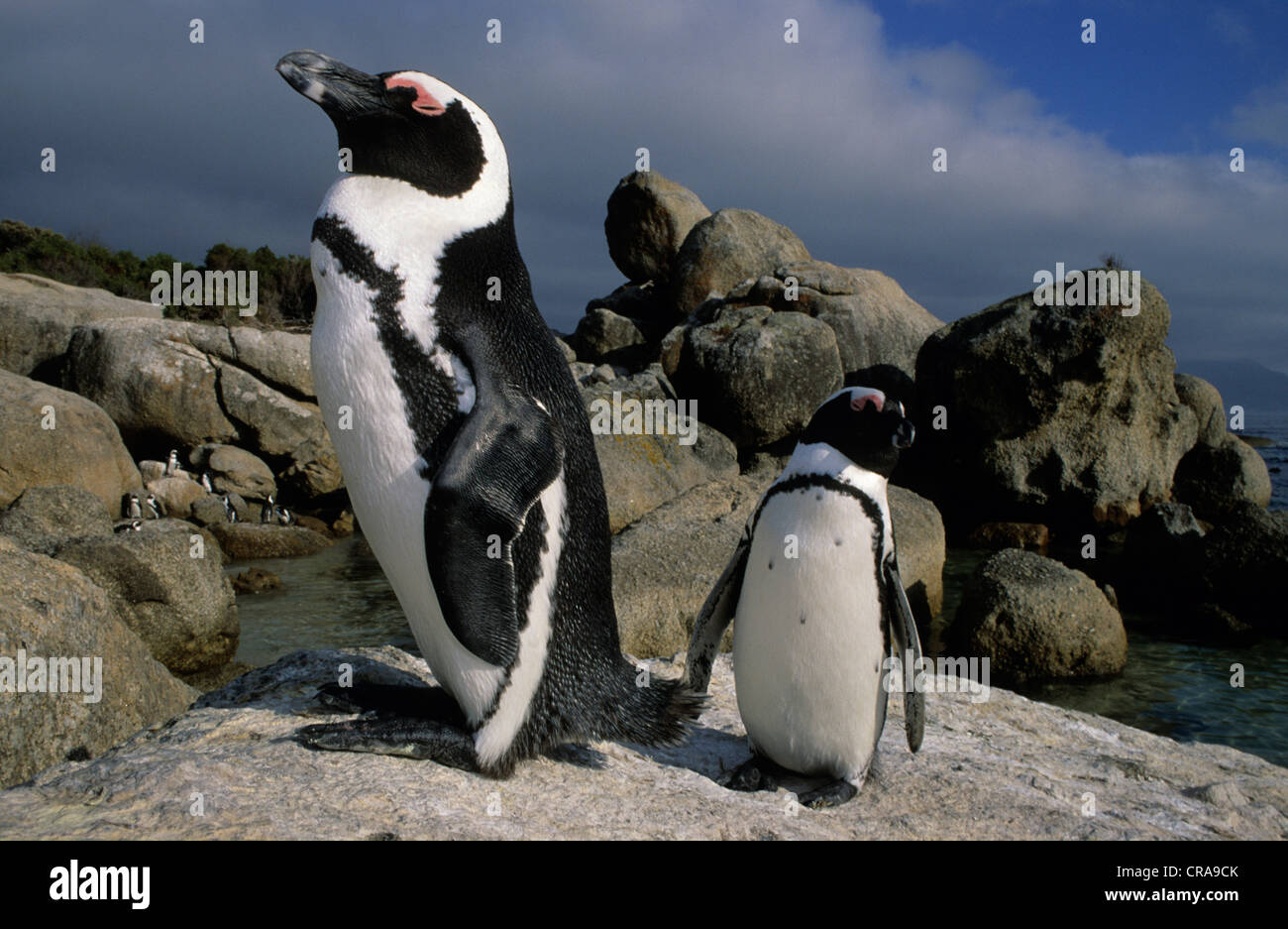 African Penguin (Spheniscus demersus), endangered species, Boulders Beach, Simon's Town Town, South Africa, Africa Stock Photo