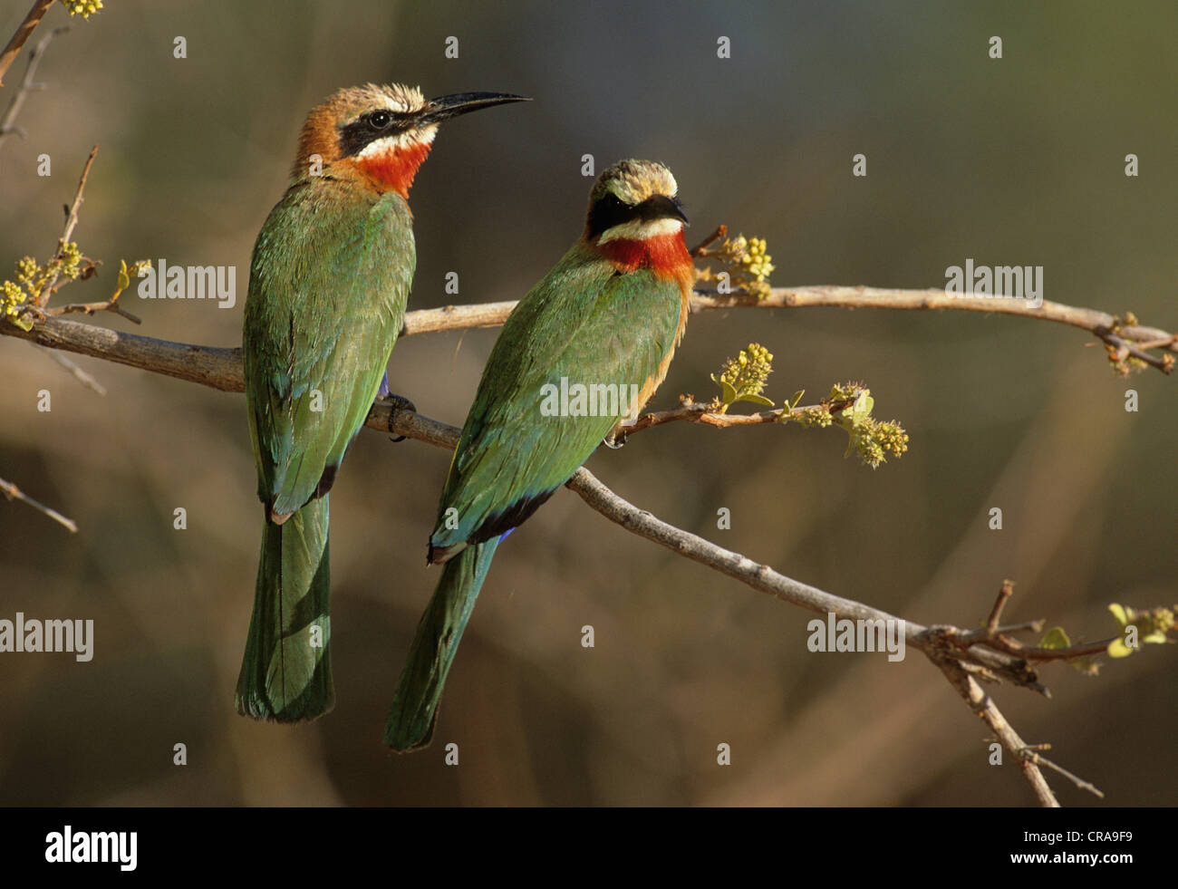 Whitefronted Bee-eater (Merops bullockoides), Kruger National Park, Mpumalanga, South Africa, Africa Stock Photo