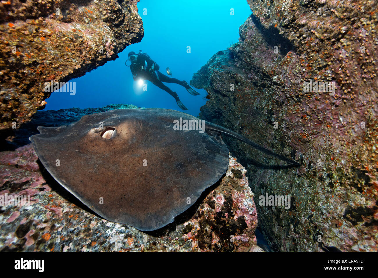 Diver with torch watching a Common Stingray (Dasyatis pastinaca), in rocky reef, Madeira, Portugal, Europe, Atlantic Ocean Stock Photo