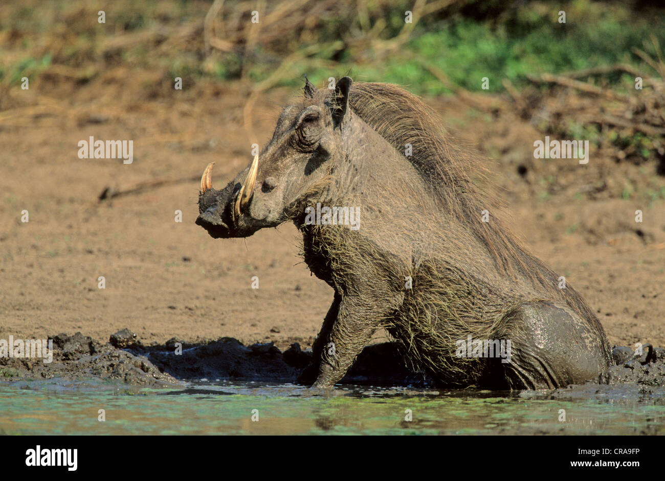 Desert Warthog (Phacochoerus aethiopicus), wallowing, Kruger National Park, South Africa, Africa Stock Photo