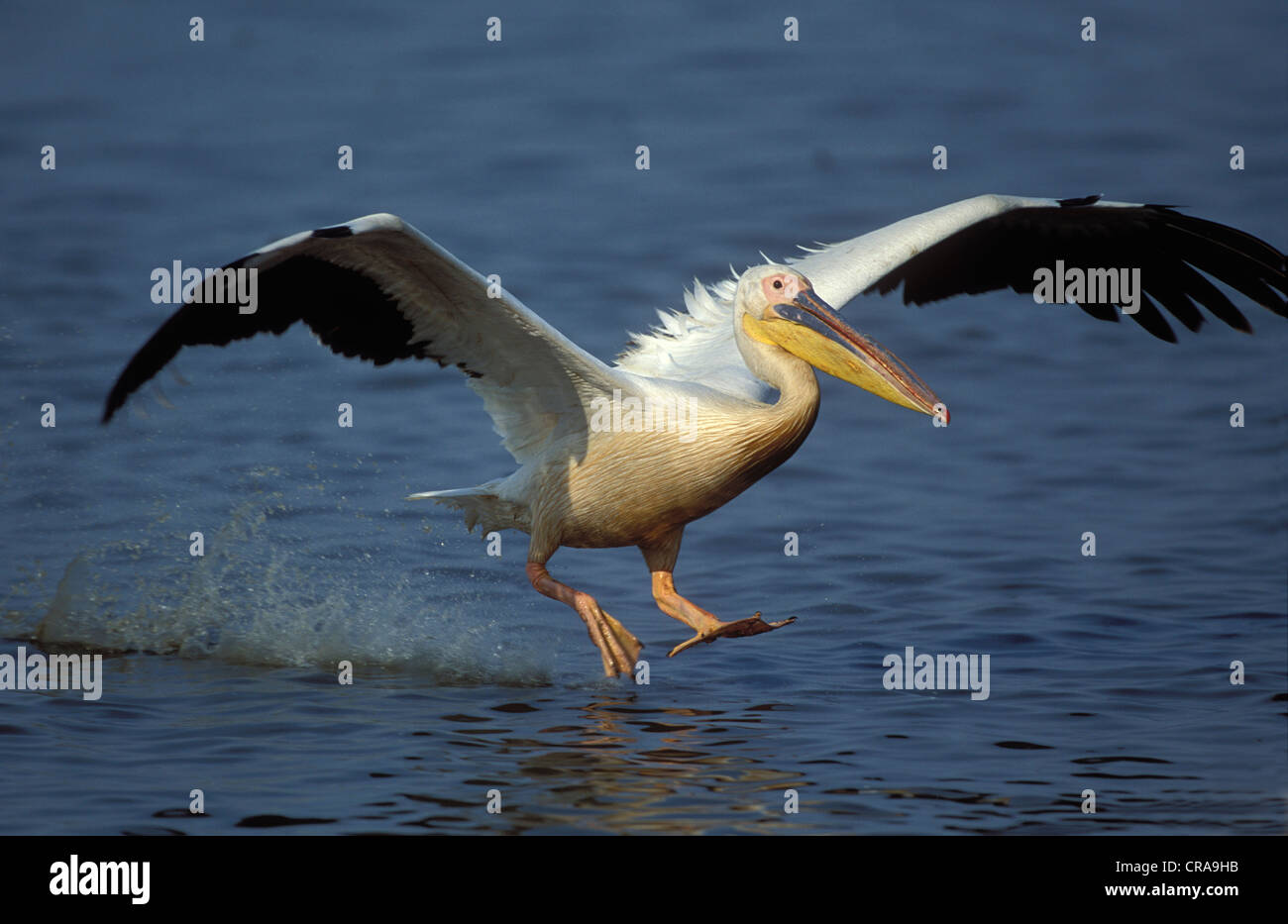 Great White Pelican (Pelecanus onocrotalus), landing, Mkuze Game
