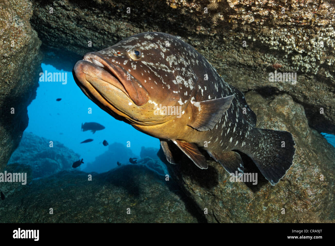 Dusky Grouper (Epinephelus marginatus), between rocks, Madeira, Portugal, Europe, Atlantic Ocean Stock Photo