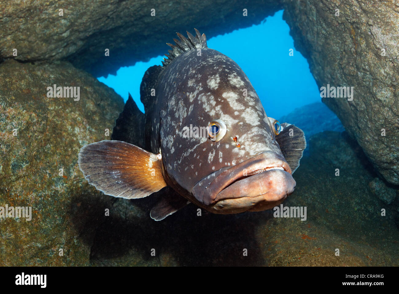 Dusky Grouper (Epinephelus marginatus), between rocks, Madeira, Portugal, Europe, Atlantic Ocean Stock Photo