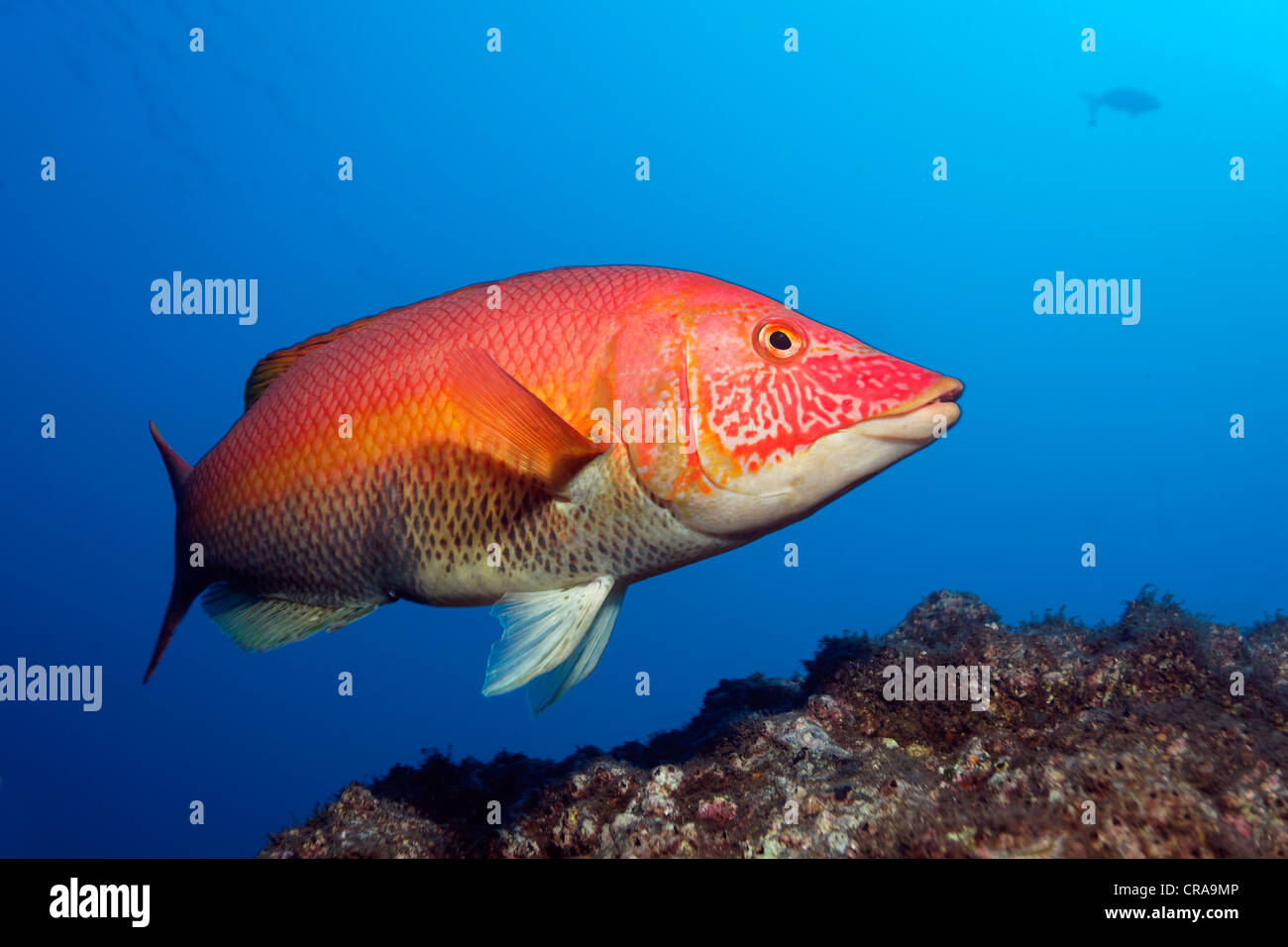 Red Hogfish (Bodianus scrofa), male, above overcrusted rock, Madeira, Portugal, Europe, Atlantic Ocean Stock Photo