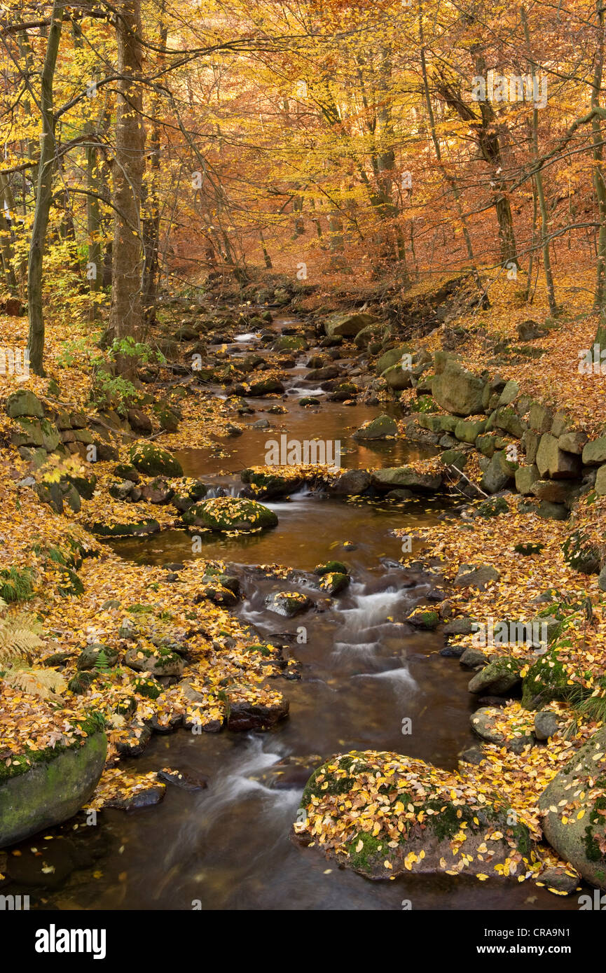 Ilse river in autumn, Ilsenburg, Harz National Park, Saxony-Anhalt, Germany, Europe Stock Photo