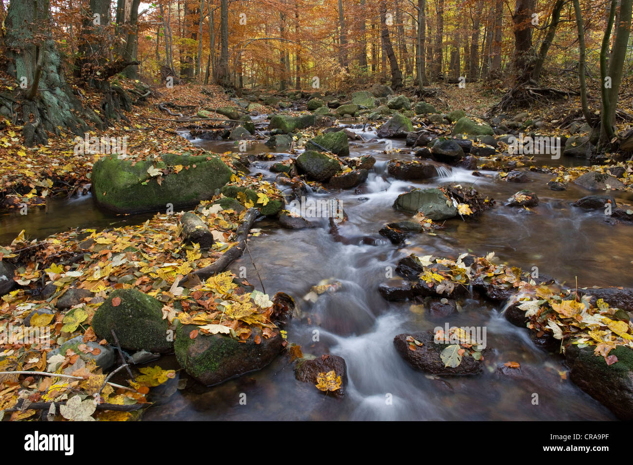 Ilse river in autumn, Ilsenburg, Harz National Park, Saxony-Anhalt, Germany, Europe Stock Photo