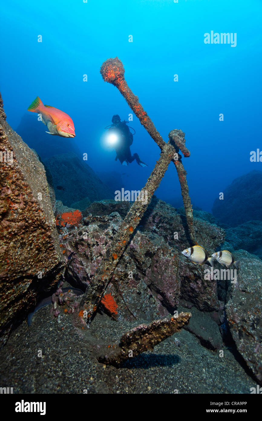 Diver looking at an old anchor, Barred hogfish (Bodianus scrofa), Two-Banded Bream (Diplodus vulgaris), Madeira, Portugal Stock Photo