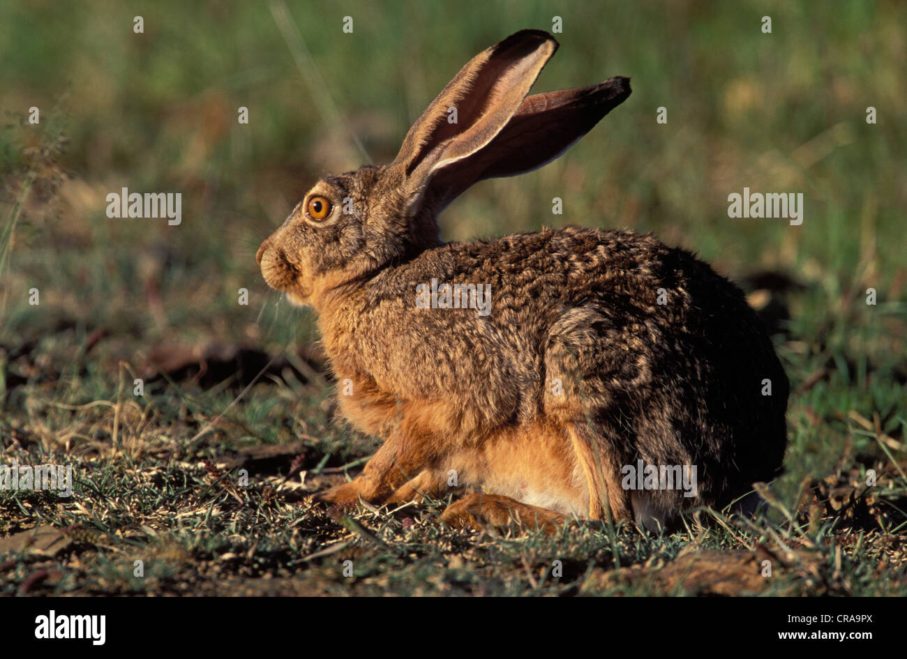Cape Hare (Lepus capensis), Mountain Zebra National Park, South Africa Stock Photo