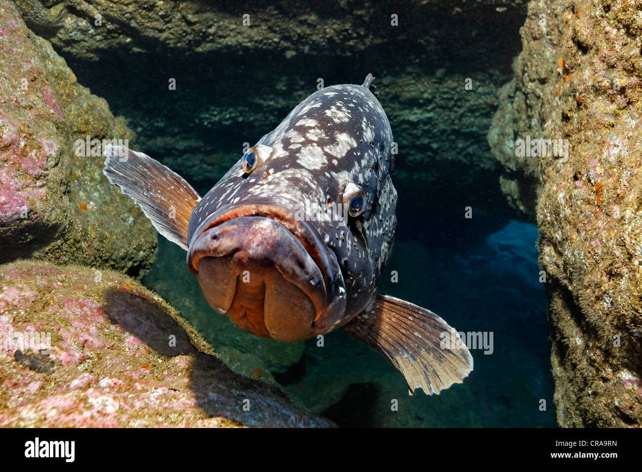 Dusky Grouper (Epinephelus marginatus), between rocks, Madeira, Portugal, Europe, Atlantic, Ocean Stock Photo