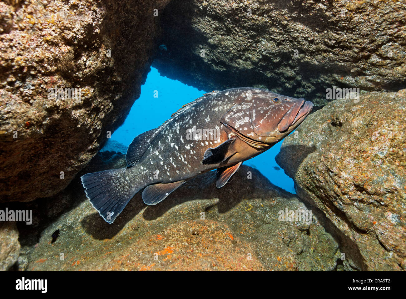 Dusky Grouper Epinephelus Marginatus Between Rocks Madeira Dusky Grouper Epinephelus Marginatus Between Rocks Madeira